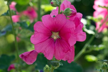 Gülhatmi Alcea rosea