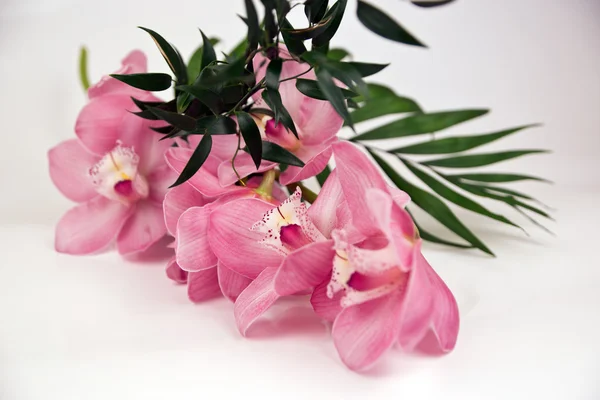 Orchidea di Phalaenopsis del corallo — Foto Stock