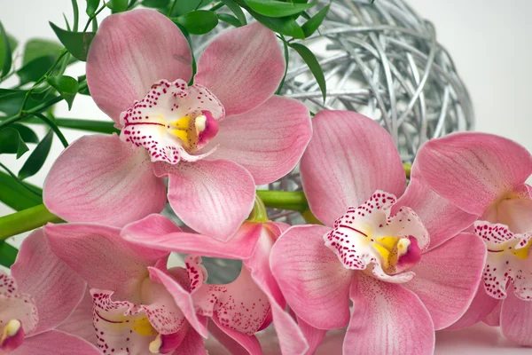 Orquídea de Coral Phalaenopsis — Fotografia de Stock