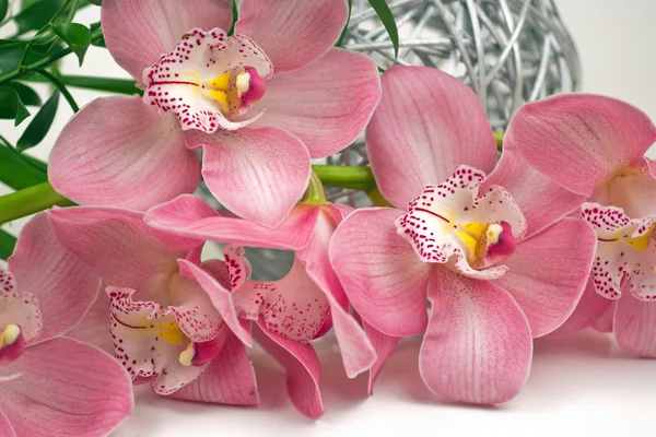 Orchidea di Phalaenopsis del corallo — Foto Stock