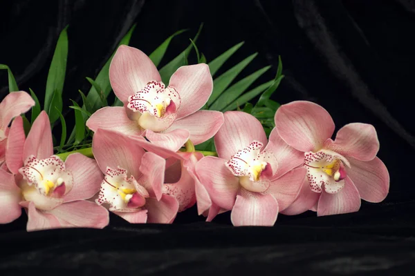 Orquídea de Coral Phalaenopsis — Fotografia de Stock