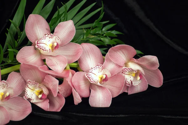 Orquídea de Coral Phalaenopsis — Fotografia de Stock