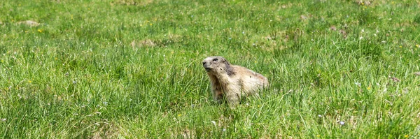 Marmotte Alpine Sur Prairie Nom Latin Marmota Marmota Autriche Panorama — Photo