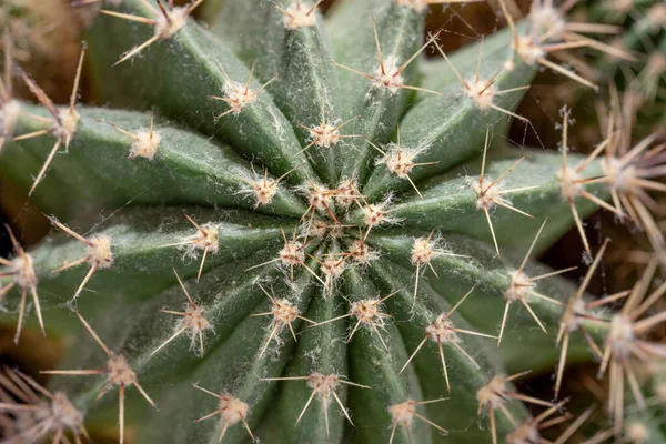 Primer Plano Espinas Espinas Cactus Desde Arriba —  Fotos de Stock