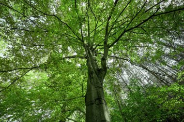 Yazın yaprak döken ağaçların yeşil yaprakları. Yeşil doğal arkaplan