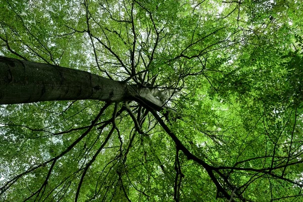 Zielone Liście Liściastego Drzewa Latem Zielone Naturalne Tło — Zdjęcie stockowe