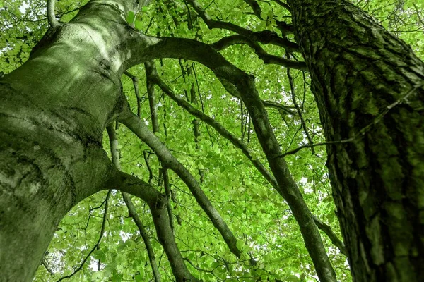 Zielone Liście Liściastego Drzewa Latem Zielone Naturalne Tło — Zdjęcie stockowe