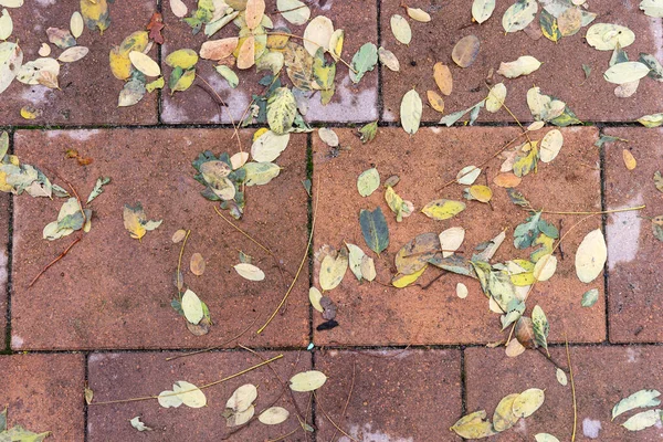 Fallen Leaves Lie Wet Multi Colored Paving Stones — Stock Photo, Image