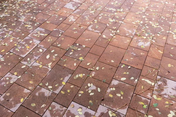 Hojas Caídas Yacen Las Piedras Pavimentación Húmedas Multicolores — Foto de Stock