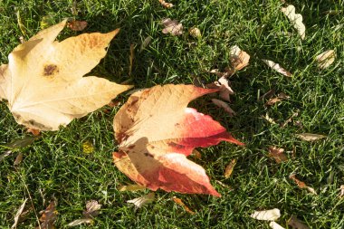 Güneşli bir günde yeşil bir çayırda renkli sonbahar yaprakları