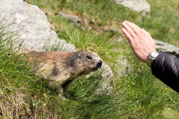 Man Feeds Alpine Marmot Meadow Latin Name Marmota Marmota — Stockfoto