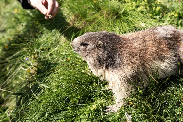 Man Feeds Alpine Marmot Meadow Latin Name Marmota Marmota — Stock Fotó