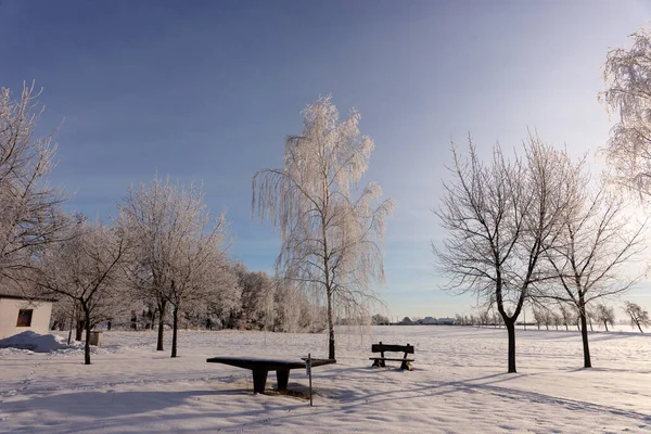 Snow Covered Winter Trees Sunrise Park — стоковое фото