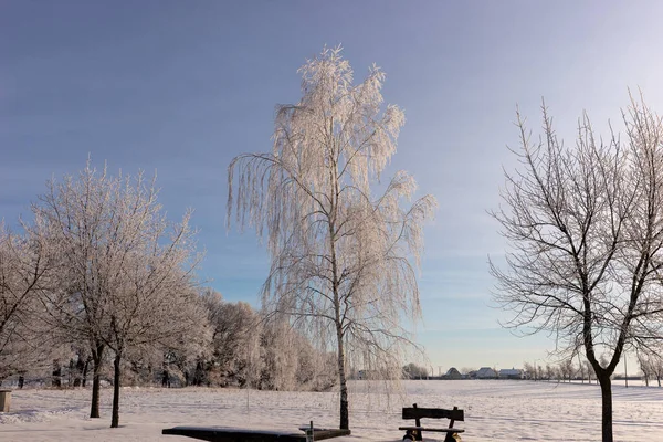 Χειμερινά Δέντρα Καλυμμένα Χιόνι Την Ανατολή Του Ηλίου Στο Πάρκο — Φωτογραφία Αρχείου