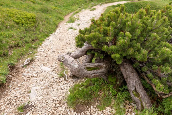 Small Conifer Edge Path Mountains — ストック写真