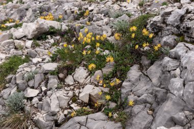 Alplerdeki parlak taşlar arasında çeşitli kır çiçekleri. Doğal arkaplan