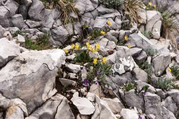 Diverse Wilde Bloemen Tussen Heldere Stenen Alpen Natuurlijke Achtergrond — Stockfoto