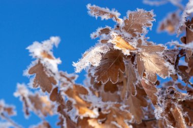 Arka planda mavi gökyüzü olan donmuş meşe yaprakları