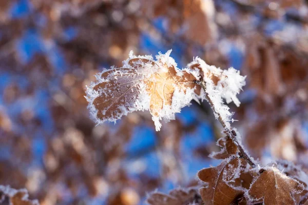 Frozen Oak Leaves Winter Blue Sky Background — Stock Photo, Image
