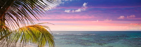 Palma Tropické Pláži Západě Slunce Letní Dovolená Příroda Cestování Dobrodružství — Stock fotografie
