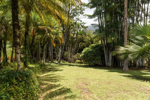 Utsikt Över Botanisk Trädgård Med Palmer — Stockfoto