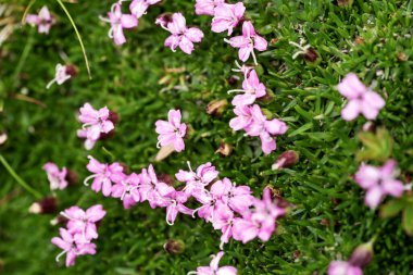 Alplerdeki küçük dağ mor bitkisi. Latince adı Silene acaulis