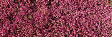 Güzel çiçekli mor kenevir bitkisi Calluna Vulgaris 'in yakın çekimi. Panoramik resim
