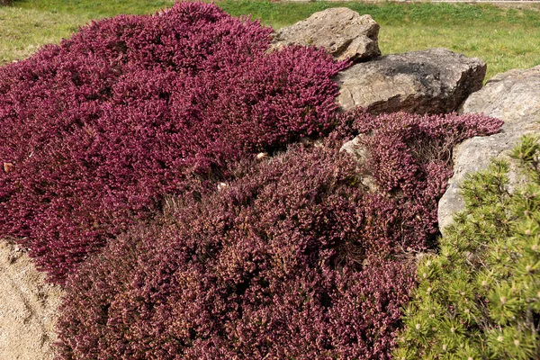 岩石上开着美丽的紫色石南植物 Calluna Vulgaris — 图库照片