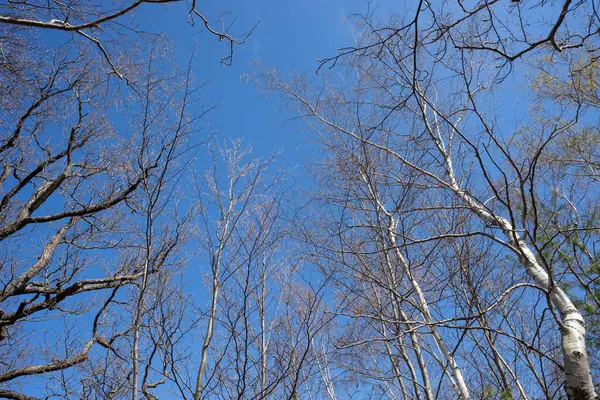 Looking Branches Deciduous Trees Spring Blue Sky Background — стоковое фото