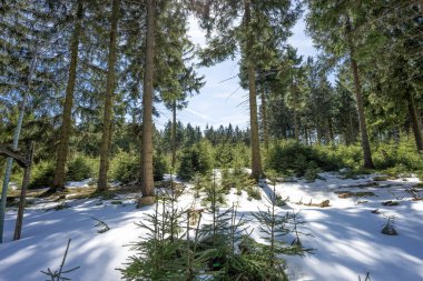 Uzun ve küçük köknar ağaçları ve temiz beyaz karla kaplı bir kış ormanı manzarası.
