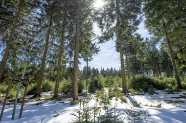 Uzun ve küçük köknar ağaçları ve temiz beyaz karla kaplı bir kış ormanı manzarası.