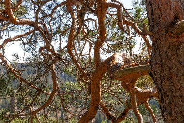 Yakın plan kötürüm çam ağacı. Soyut doğal arkaplan