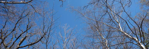 Patrząc Gałęzie Drzew Liściastych Wiosną Błękitnym Niebem Panorama — Zdjęcie stockowe