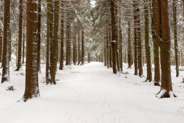 Winter hiking trail in the Thuringian Forest