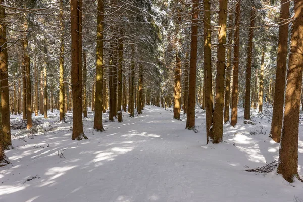 Zimní Turistická Stezka Durynském Lese — Stock fotografie