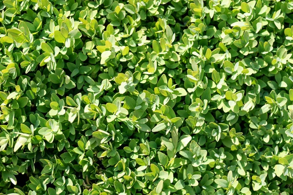 Естественный Зеленый Фон Листьев Эвергрина Buxus Sempervirens — стоковое фото