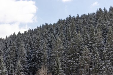 Kışın kozalaklı ağaçların tepeleri.