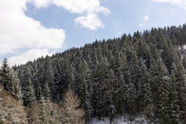 Kışın kozalaklı ağaçların tepeleri.