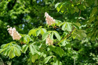 İlkbaharda ağaçta kestane çiçekleri. Aesculus hipokastanum çiçeği at kestanesi ağacı