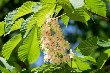 İlkbaharda ağaçta kestane çiçekleri. Aesculus hipokastanum çiçeği at kestanesi ağacı