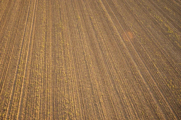 Sopra Vista Dall Alto Righe Germogli Impianto Giovani Campo Agricolo — Foto Stock