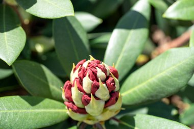 İlkbaharda Rhododendron tomurcuğu