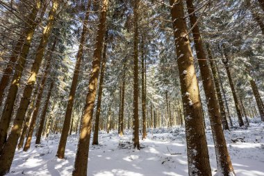 Thuringian Ormanı 'nda kış. Almanya