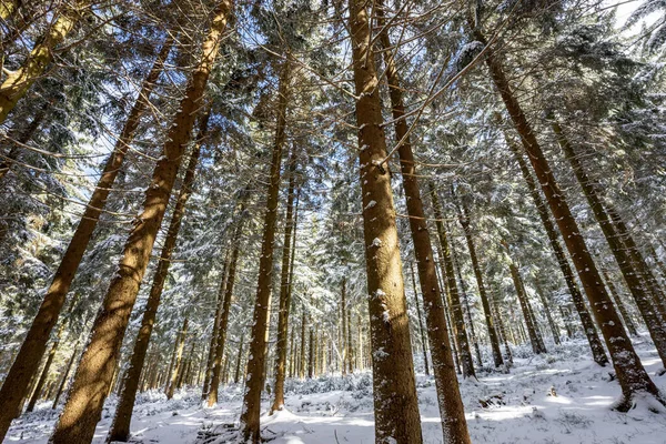 Inverno Floresta Turíngia Alemanha — Fotografia de Stock