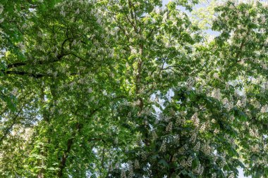 Bir sürü beyaz çiçekli kestane ağacı (Aesculus hippocastanum). İlkbahar