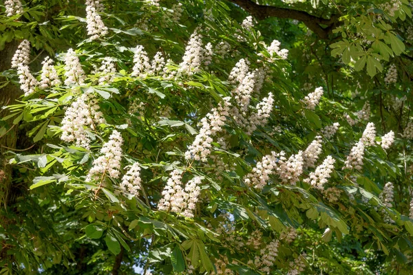 Gesztenyefa Sok Fehér Virággal Aesculus Hippocastanum Tavasz — Stock Fotó