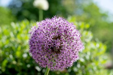 Allium (Allium Giganteum) tam çiçekli. Yakın çekim.