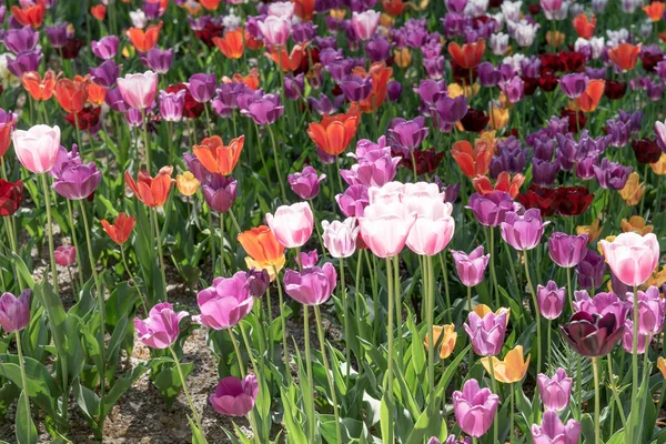 Tulips Different Types Colors Park — Stock Photo, Image