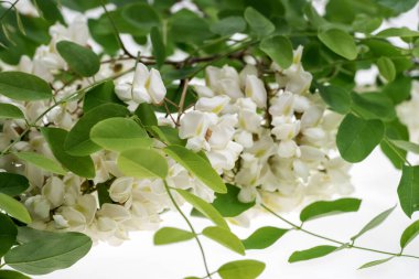 Siyah çekirgenin yapraklarına ve çiçeklerine yakın çekim - Latince adı - Robinia psödoacia