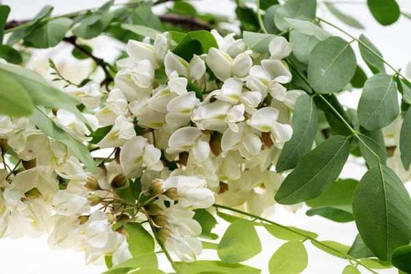 Siyah çekirgenin yapraklarına ve çiçeklerine yakın çekim - Latince adı - Robinia psödoacia